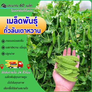 60 เมล็ด เมล็ดพันธุ์ ถั่วลันเตาหวาน เมล็ดถั่วลันเตา