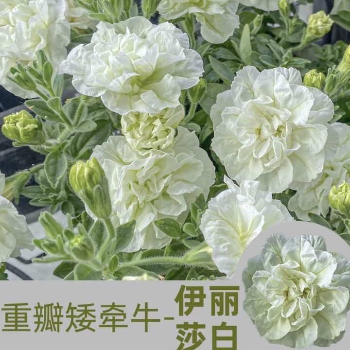 python gui 簡単 | python gui作成ツール – gjtu... Double petal dwarf morning glory seeds | Flower seeds 重瓣矮牵牛种子|花卉种子 ...