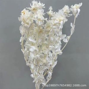 LZD Orange Pine Preserved Fresh Flower Saffron Long-Term Preservation Materials Yunnan Flower Base Direct Sales