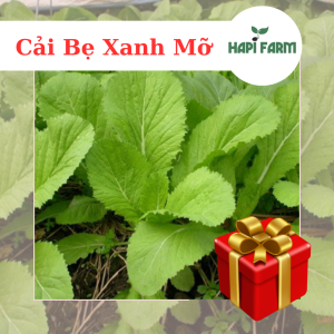 Hạt Giống Rau Cải Bẹ Xanh Mỡ TR01