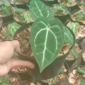 Bunga hidup kuping gajah batang kotak - Kuping gajah magnificum barang bulet - bunga kuping daun besar