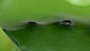 เจาะเกราะ แพ็ค4หลอด