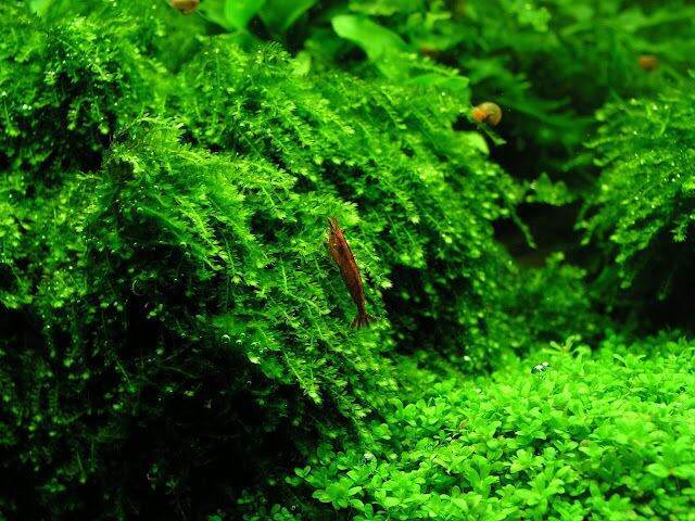 Rêu Thủy Sinh Gắn Lũa Đá | MINI TAIWAN - US FISS - WEPPING - FLAME ...