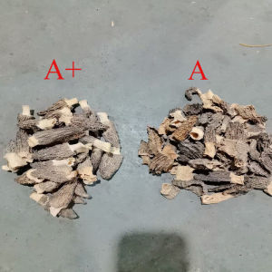 新货羊肚菌50g Cendawan Morel Morchella Morel Mushroom Soup羊肚菌干蘑菇Morel Mushroom Soup煲汤食材高汤