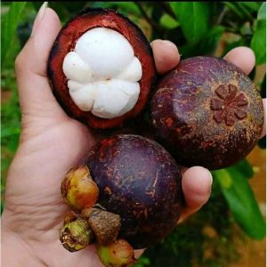 Bibit Manggis Non Biji Termurah Kualitas Unggul Sangat Laris