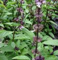 bibit tanaman daun selasih-pohon daun selasih. 