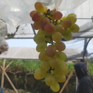 Bibit anggur import dixon