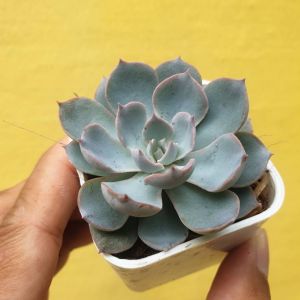 ต้นไม้อวบน้ำ กุหลาบหิน อิชิเวเรีย มอร์นิ่ง ดิวตี้ Echeveria Morning Beauty #succulent #Echeveria