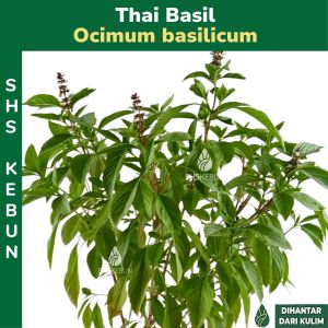 Pokok Selasih Thai Kemangi Thai Basil Herbs Pokok Outdoor Live Plant SHS Kebun