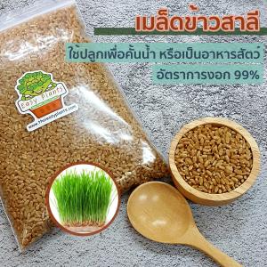 เมล็ดพันธุ์ ข้าวสาลี สำหรับเพาะงอก เพื่อคั้นน้ำต้นอ่อนข้าวสาลี หรืออาหารสัตว์ ขนาด 1 กิโล อัตราการงอก 99% เมล็ดเพาะต้นอ่อ