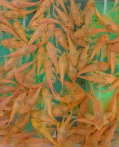 Albino Bandaraya Pleco Live Fish Aquarium Ikan Hidup Akuarium Bandaraya Pleco For Sale Pedalo Boat For Sale - Lazada