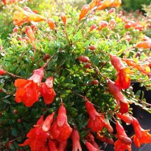 Mini Pomegranate (Punica granatum nana) - - Pokok Delima Mini - छोटा अनार Pomegranate Mini – A Juicy Bitesize Delight Compact Edible Tree Rich in Antioxidants Perfect for Pots Tropical Garden LIVE PLANT