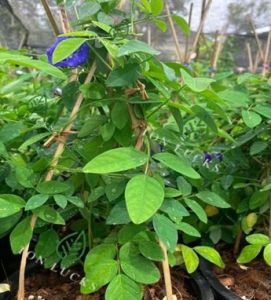 อัญชัน Butterfly pea Blue pea สมุนไพร (herb) กระถาง5-6 นิ้ว
