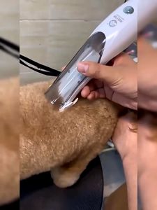 Pet Hair Clipper Vacuum Dog Grooming Kit Cordless Cat Hair Trimmer USB Rechargeable Low Noise Professional 2 In 1 Shaver