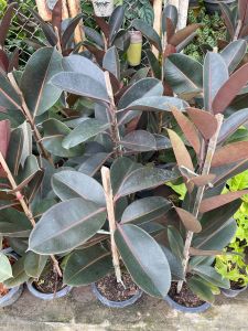 ต้นยางอินเดียด่างชมพู กระถาง 8 นิ้ว ต้นสูง ประมาณ65-70 cm. ไม้ฟอกอากาศ ไม้ประดับบ้าน ไม้มงคล