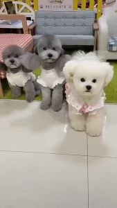 Dog Toys Balls Plush For Puppy Soft  Squeaky Ball Stuffed Fluffy Birthday Gift For Puppy