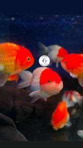 Ranchu Goldfish/ Livefish/ Freshwater
