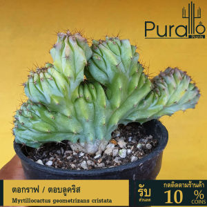 ต้นกระบองเพชร ตอกราฟ ตอบลู Myrtillocactus geometrizans cristata ตอบลูคริส #cactus #ตอกราฟ #แคคตัส