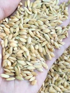Bibit padi impago terbaik & tahan wereng paket 2 kg