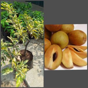 Bibit Sawo Varigata Siap Tanam