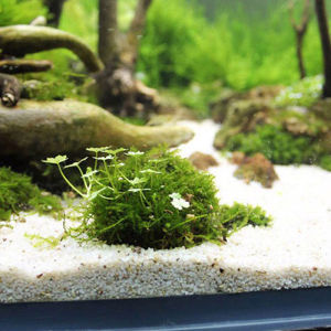 【qushaigao】💖[HOT SALE]🎈🎈 Aquatic Pet Supplies Decorations Aquarium Moss Ball Live Plants Filter Pet Decor