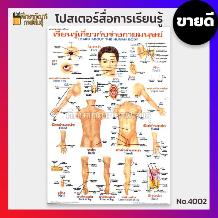 โปสเตอร์ เรื่อง ร่างกายมนุษย์ อวัยวะต่างๆของร่างกาย Human Body no.4002 ...