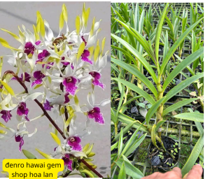 đenro hawai gem chậu phi 12 cây trưởng thành dê trồng dể chăm