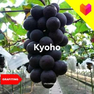 Ready paket hemat 2 bibit anggur import KYOHO asli hasil stek batang