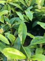 kamagong seedlings / rare and native fruit mabolo fruit tree seedlings / velvet apple  seedlings. 