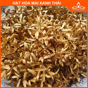 (Ảnh thật)COMBO 3 GÓI  HẠT HOA MAI XANH THÁI (20 hạt)