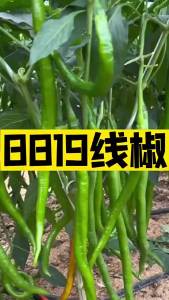 8819 Spicy and ultra-hot dried chili peppers wrinkled-skinned red peppers high-yield line peppers farm-grown field vegetables