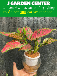 Cây vạn lộc thủy sinh dễ sống trong nhà cây trang trí văn phòng nhà cửa cây phong thủy cây thanh lọc không khí
