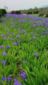 Blue Flower Tail Potted Phalaenopsis Potted Evergreen Courtyard Green Plant Potted Easy to Seed Flower Purple Iris Flower Cold Resistant