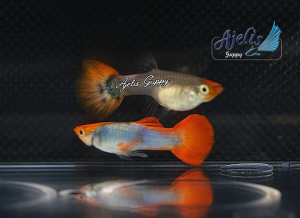 🐟Ajelis Guppy🐟 Wild Koi 野生锦鲤孔雀鱼 - Aquarium Ornamental Fish Tuxedo Guppy Ikan Hiasan 孔雀鱼 大尾巴 圆尾 鸿运当头 红耳