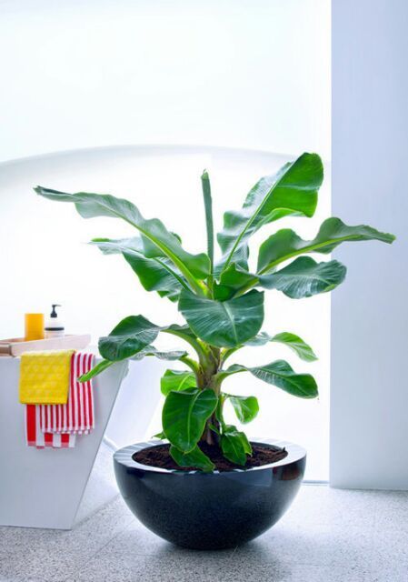 C%C3%A2y%20chu%E1%BB%91i%20c%E1%BA%A3nh%20si%C3%AAu%20l%C3%B9n%20mini,%20c%C3%A2y%20%C4%91%E1%BA%B9p,%20gi%E1%BB%91ng%20chu%E1%BA%A9n%20-%20Image%204