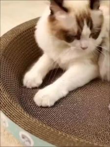Cat Scratcher Oval Durable Scratch Resistant And Debris Free Large Cat Scratch Board Cat Toy