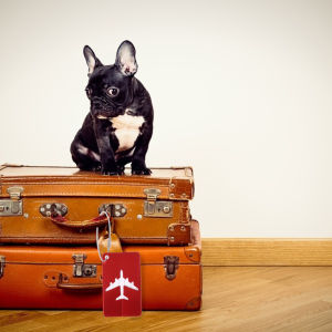 MOJOYCE Fashion Luggage Tags Aluminium Alloy Women Men Travel Luggage Name Address Label