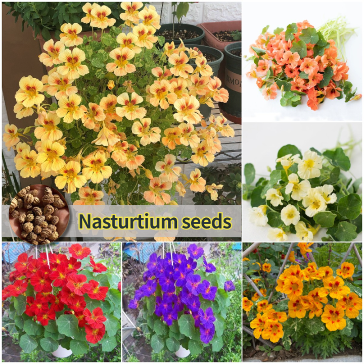 [100 Fresh Seed] 25pcs Mixed Colors Nasturtium Seeds Bonsai Seeds for