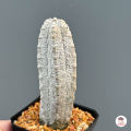 ยูโฟเบีย แอ๊ปเดล Euphorbia Abdelkuri แคคตัส กระบองเพชร cactus&succulent. 