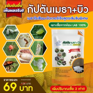 กัปตันเมธาบิว สูตรเข้มข้น เชื้อ 2 เท่า เชื้อราบิวเวอร์เรีย + เชื้อราเมธาไรเซียม แบบผง(100กรัม)  ปลอดภัย 100 %