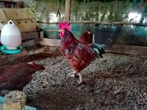 ไข่เชื้อไก่พันธุ์ไข่สายโรดแดง พันธุ์โรดไอส์แลนด์เรด (ชุด 5 ฟอง)