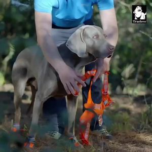 FCTRUELOVEHarness No Pull Dog Harness Adjustable with Quick Release Buckle Soft Lightweight Comfortable for Small Medium Large Dog