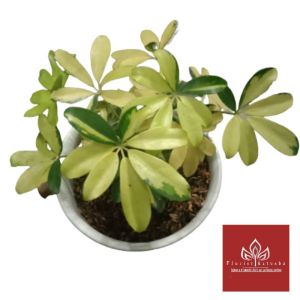 tanaman walisongo daun warna mentega tanaman outdour cantik