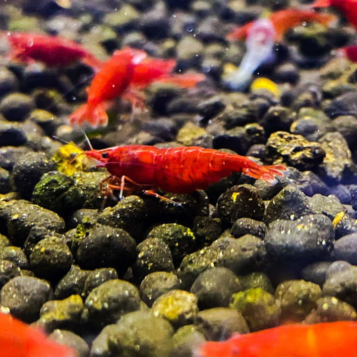 【Su's Aquatic】 TAIWAN IMPORTED BLOODY MARY SHRIMP - 台湾进口血腥玛丽米蝦【10 PCs ...
