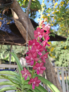 กล้วยไม้ลูกผสม เข็มแดงxเขาแกะ 1 ไม้มี 1 ต้น กล้วยไม้สวยๆ ออกดอกตลอดทั้งปี/Taeng Suan shop