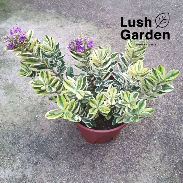 Hebe Variegata / Variegated Hebe Plant 长阶花 140mm Pot Live Plant Pokok ...