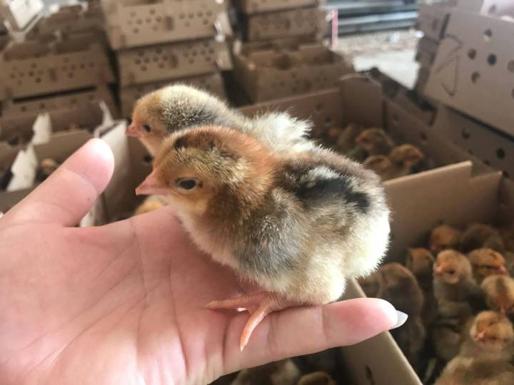 (50 packs) live chickens, chicks, chickens, three yellow chickens, five ...