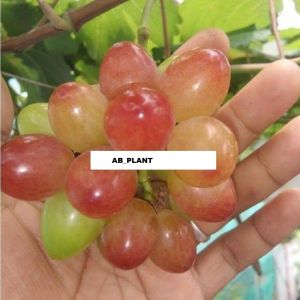 Bibit Anggur Bogema Import Asli Grafting