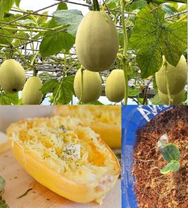 Hạt giống bí vàng sợi ( gói 5 hạt ) - FlowerSeeds