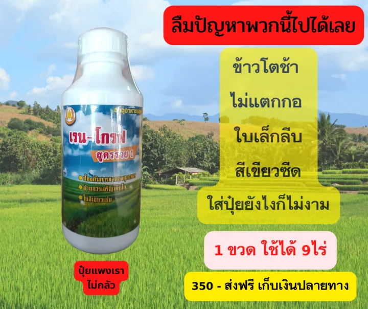 ฮอร์โมนบำรุงข้าว แตกกอ ปุ๋ยน้ำทางใบ ช่วยข้าวแข็งแรง ต้านทานโรค